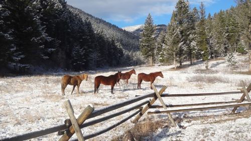 Horses in Little Belt Mountains MT by Jason Gray